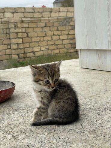 Pişiklər: Türk anqora -da lalafo.az — 7 Pişiklər: Türk anqora — 7