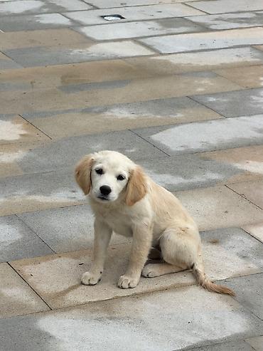 tük töken: Retriever, 3 ay, Erkək, Peyvəndli, Pulsuz çatdırılma — 2