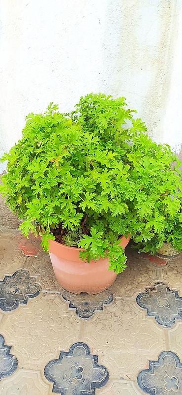 pul qab: Saksı bitkiləri – ətirli ıtır (sardunya) və Pul ağacı (Crassula ovata) — 1