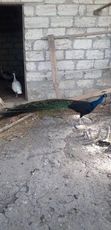 xacmaz inəy: 3 4 5 illik heyvanlardır 3 xoruz 2 fəredir yumurtalayirlar tam