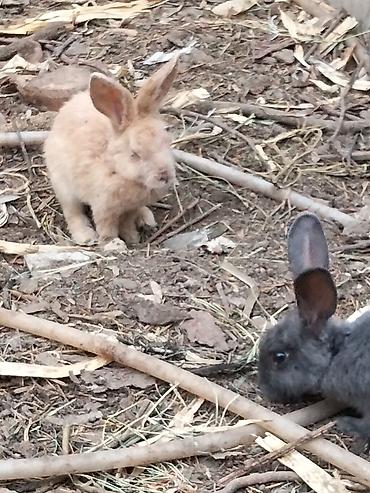 Dovşanlar: 🐰 Dovşanlar satılır! 🐰 Sağlam və baxımlı dovşanlar satışdadır. ❤️ — 3