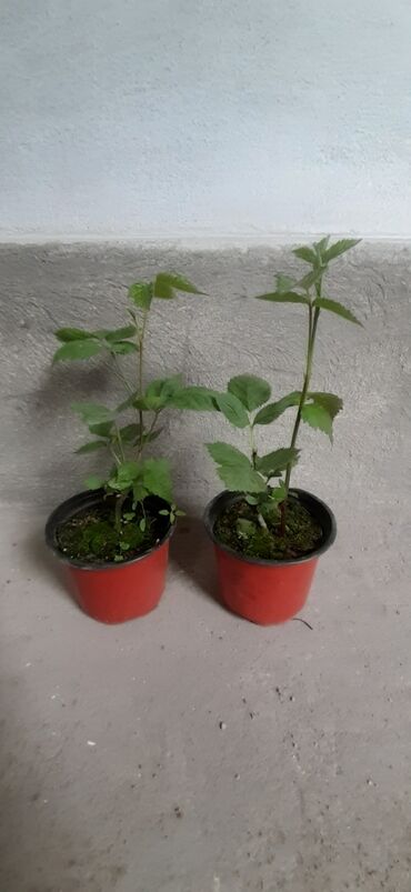 Фрукты и ягоды: Ежевика сортовая ремонтантная и летняя Сорта прошедшие сортоиспытание — 16