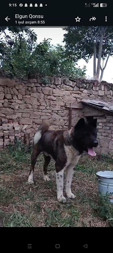 qurd basar iti: Akita-inu, 1 il, Erkək, Peyvəndli — 1