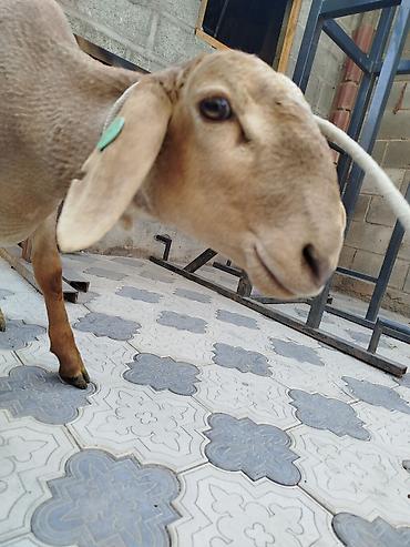 Выездные банкеты: Резат баран 999сом at lalafo.kg — 7 Выездные банкеты: Резат баран 999сом — 7