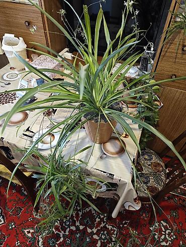 ev bitkisi: Otaq bitkisi – Chlorophytum comosum (Hörümçək bitkisi) Havanı — 2