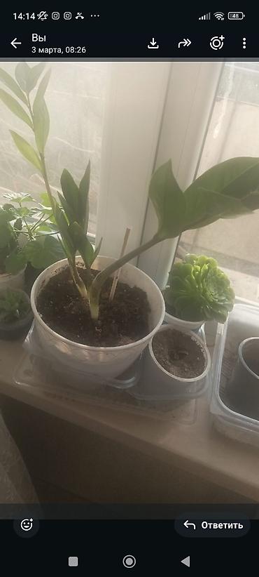 ciledagi bitkisi: Zamiokulkas (ZZ plant) – ev və ofis üçün dekorativ otaq bitkisi. - — 1