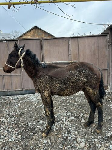 Лошади, кони: Продаю | Жеребенок | Для разведения | Племенные at lalafo.kg — 7 Лошади, кони: Продаю | Жеребенок | Для разведения | Племенные — 7