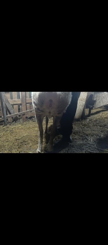 Баран, овца: Продаю | Овца (самка) | Арашан | Для разведения | Котные — 6