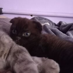 отдам даром вислоухого котенка: Скотиш Фолд (Шотландиялык шалпаң кулак), 1 айлык, Ургаачы, Кара