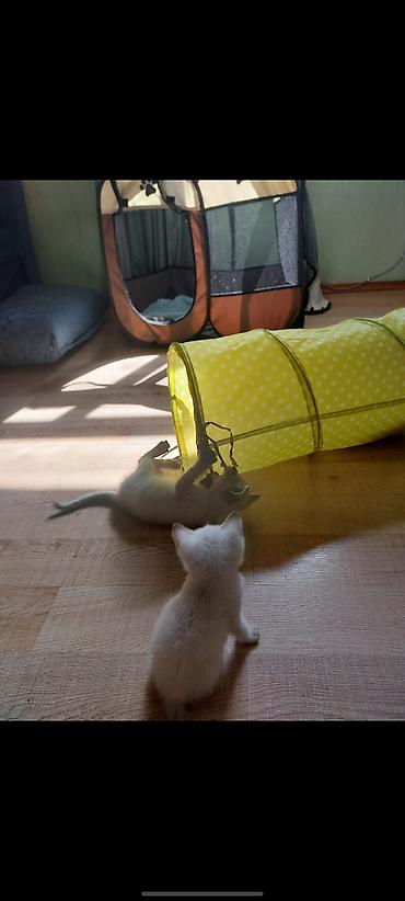chinchilla kedi: Britan — 5