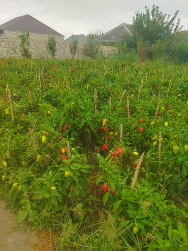 Молочные продукты и яйца: Təzə tərəvəz – bağdan şirin bibər Qırmızı bibər satılır kilosu 50