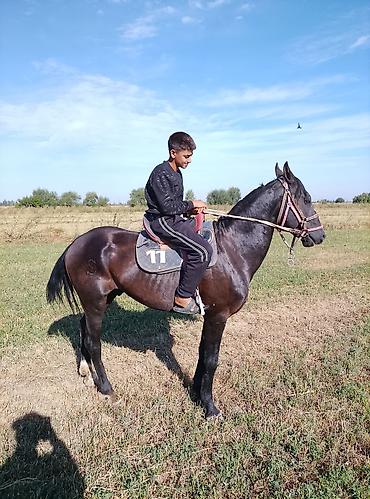 робот собака цена: Продаю | Жеребец | Конный спорт — 2