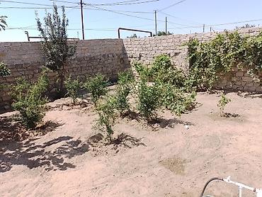 mingecevirde ev: Maştağada Albalı bağlarında 5 sotun içində 4 otaqlı kupçalı bağ evi — 9