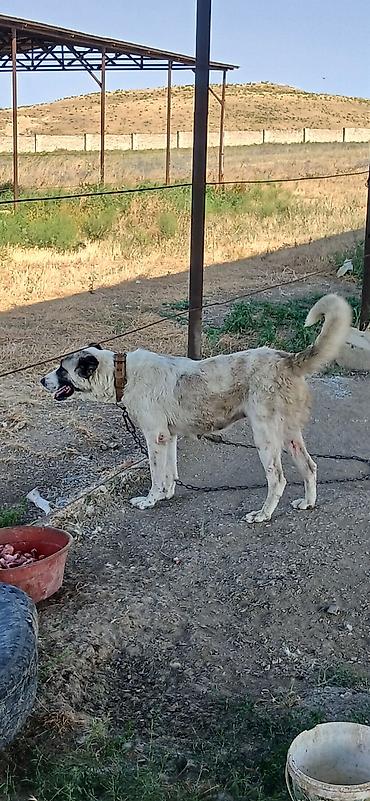 İtlər: Qurdbasar, 2 il, Dişi — 1