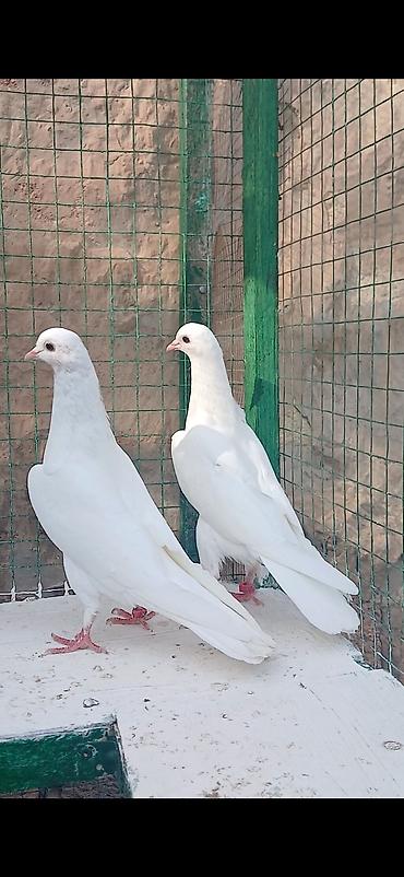 tap az yumurtlayan toyuqlar: Salam qarni tutmuş heyvanlardi ən az 4-5 saat uçuşlari var.Gözlərdə — 2