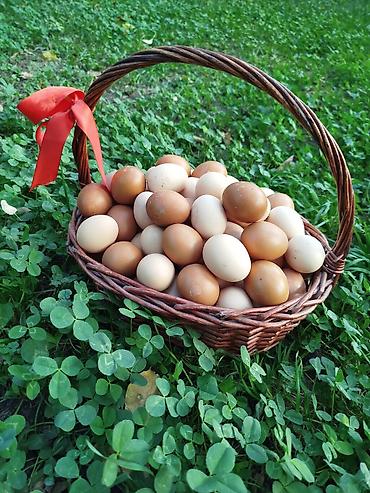 квочка брама: Домашние куриные яйца от молодых курочек,небольшого размера 45-50 — 2