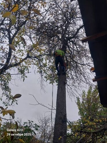 алгебра жана анализдин башталышы: Спил дерево Профессиональные высотные работы по деревьям удаление