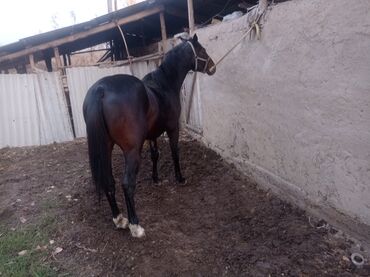 дождевик для мопса: Продаю | Жеребец | Английская | Рабочий