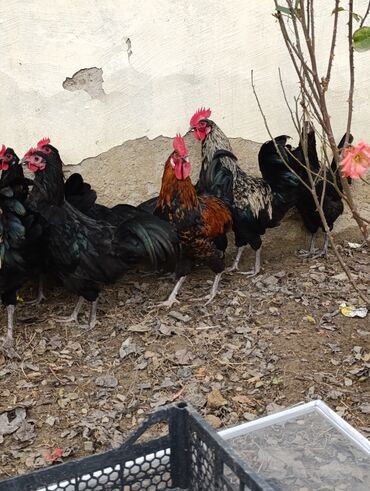 Xoruzlar: Saf qanlı Astralorp xoruzlar cütü 80 azn - Növ: astralorp cinsi — 11