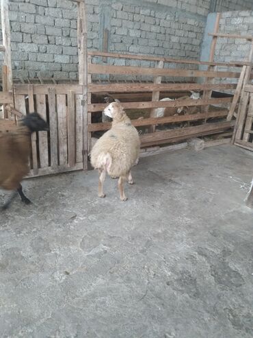 Qoyunlar, qoçlar: Saxlama şəraitində bəslənən damazlıq qoyunlar və quzular. - Növlər — 7