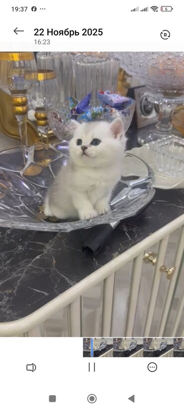 Pişiklər: Britan, Yaxşı əllərə — 21