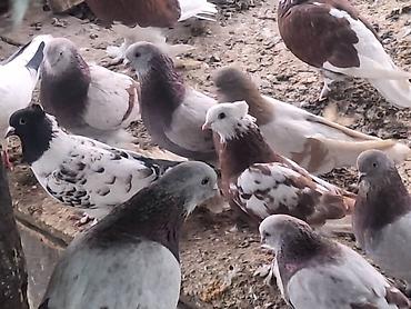 Другие с/х животные: Породные голуби декоративных линий. Описание: - Разноцветные окрасы — 5