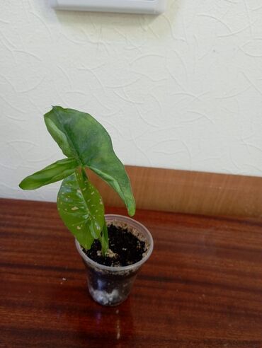 Другие комнатные растения: Сингониум Пинк Флексед (детка).

Аламедин 1