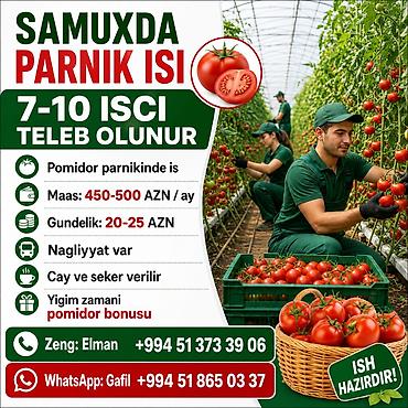 ofisiant vakansiya 2026: Samux rayonunda pomidor parnikində işləmək üçün 7-10 nəfər işçi tələb — 1