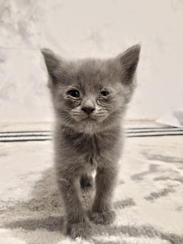 ласка: Британская короткошёрстная, 2 месяца, Девочка, Черный, Приучена к лотку — 1