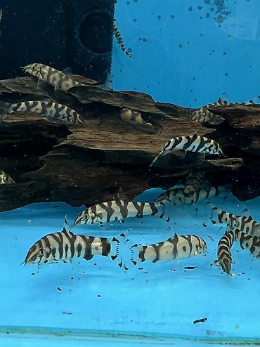 Аквариумы: Рыбки | Аквариумы | Оборудование | Аксессуары | Растения Богатый опыт — 25