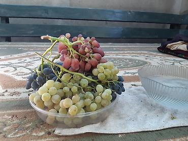 Фрукты и ягоды: Черенки винограда для проращивания из них саженцев. Имеется около 10 — 2