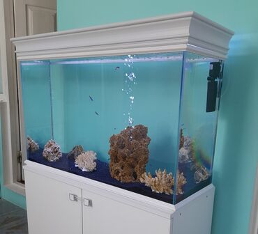 akvarium dekorlari: Akvarium . ölçü 100 × 70 × 35 sm (10 mm lik şüşədən) ağ və mavi