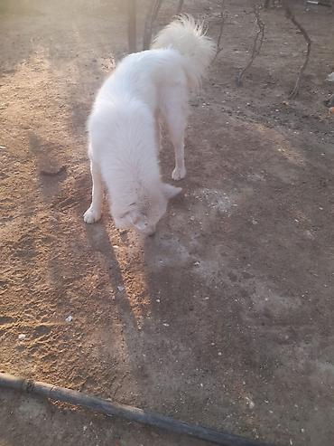 samoyed satılır: Samoyed, 1 il, Erkək, Peyvəndli — 3