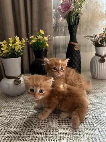 Pişiklər: Şinşilla, Erkək, Dişi — 6