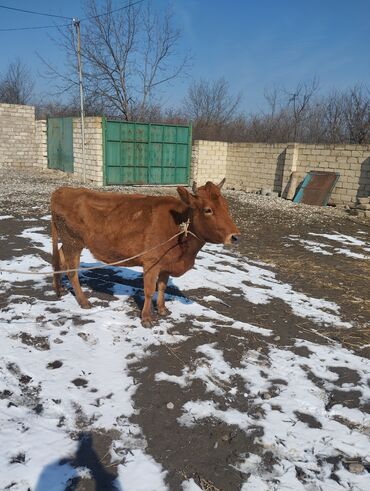 Животные: Самка, лет: 5, Для молока, Самовывоз