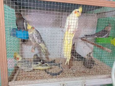 simental inekler azerbaycanda: Karella satilir sari ve cill 40 azn qaralar 35 azn edetle hoptum