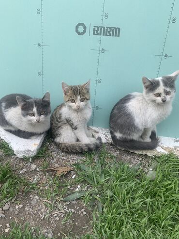 отдам животных в хорошие руки: 3 месяца, Девочка