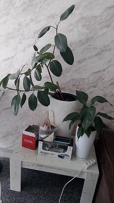опрыскивать: Комнатные растения в кашпо - Фикус эластика (Ficus elastica) с — 1