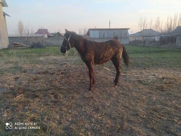 Лошади, кони: Продаю айгыр 10 месяцев срочно цена 75 к адрес сокулк район