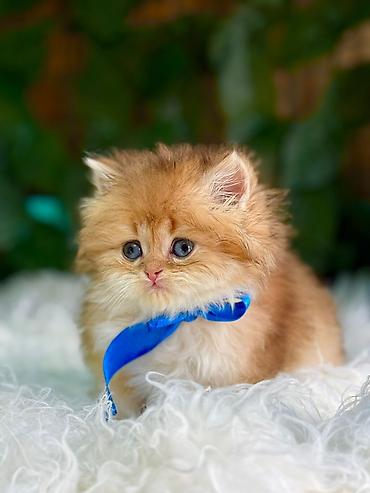 Pişiklər: Fars — 12