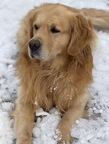 çoban iti adları: Retriever, 5 il, Erkək, Cütləşmə üçün — 1