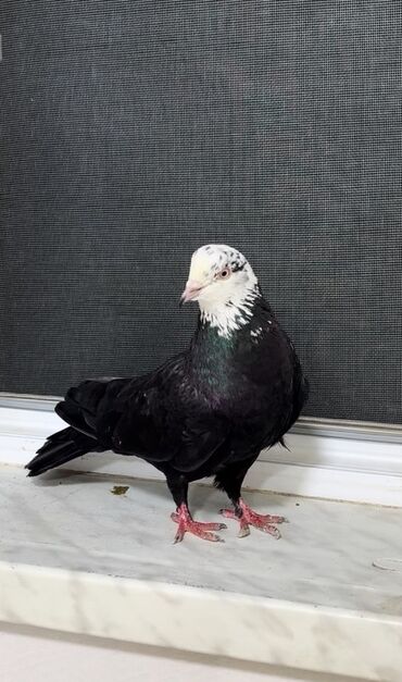 котенка в добрые руки: Çilbaş erkek satılır at lalafo.az котенка в добрые руки: Çilbaş erkek satılır