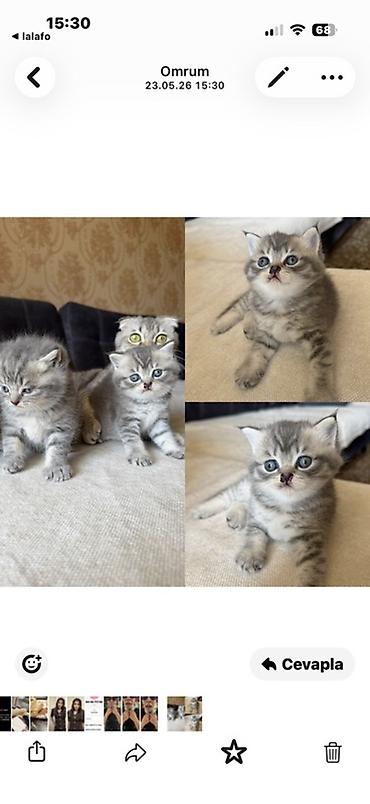 color point: British Shorthair tipli boz zolaqlı balaca pişiklər - Növ: Qısa — 1