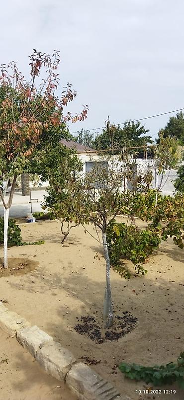 qusarda ev satisi: Bakı, Nardaran qəs., 80 kv. m, 4 otaqlı, Hovuzsuz, İnternet, Telefon, Qaz — 10