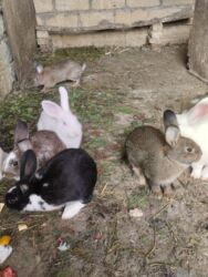 etibarlı əllərə verilir: Gəmiricilər