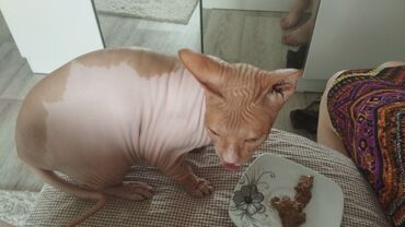 кошки домашние: Сфинкс, 1 год, Девочка