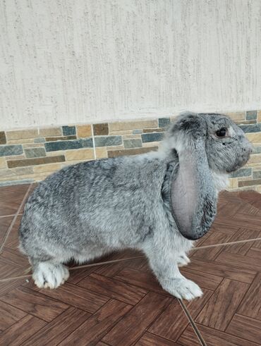 гигант кролик: Продаю | Крольчиха (самка) | Французский баран | Для разведения