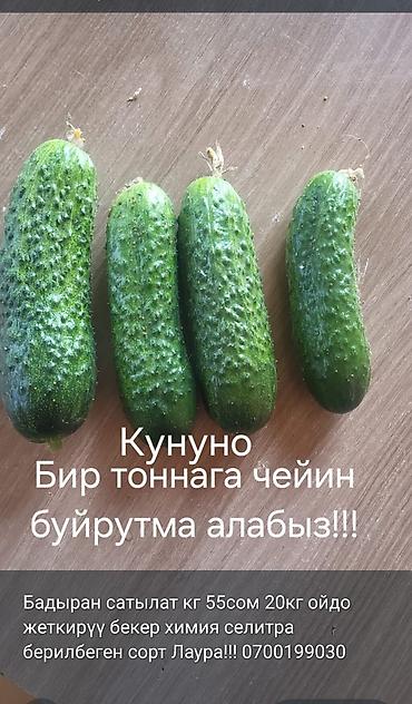диваны цены: Огурцы Оптом — 1