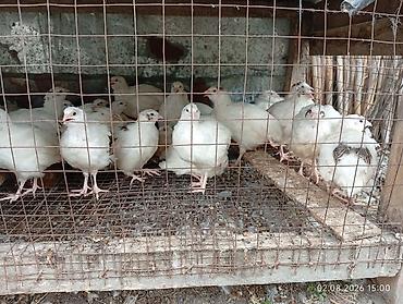 tap az qusar heyvanlar: Ağ rəngli bildirçinlər – yetişdirmə və yumurta/ət istehsalı üçün — 1