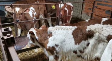 продаю музоо торпок корова самка бык самец айрширская ангус алатауская на забой для разведения на откорм племенные нетель привязанные: Продаю | Корова (самка), Бык (самец) | Ангус, Герефорд, Голштин | На откорм, На забой, Для разведения | Племенные